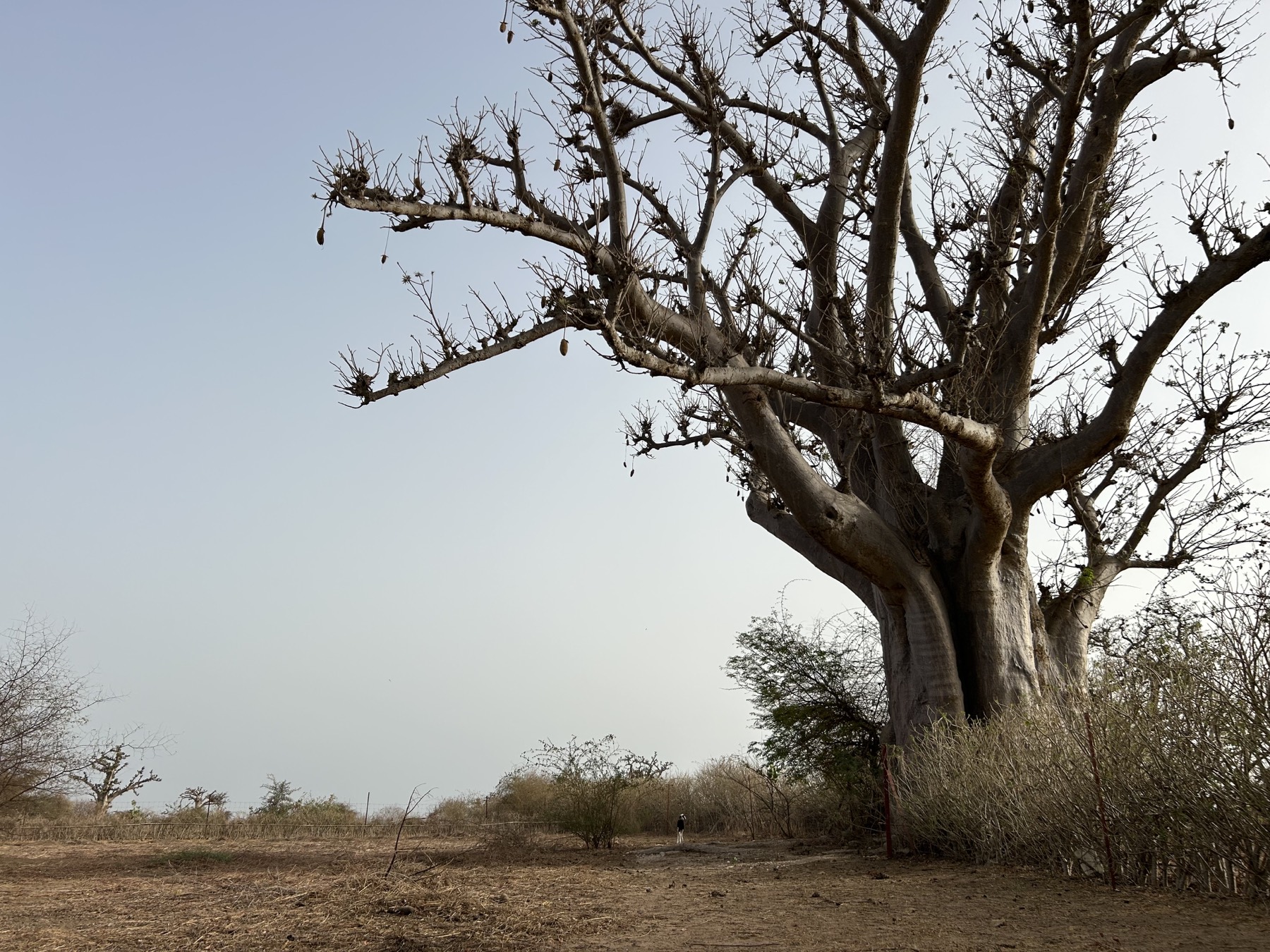 Baobab centenaire sur le terrain de Mélanzé